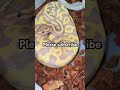 #snake #reptiles #exoticpets #ballpython #morph
