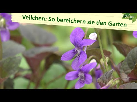 Video: Pflege von Veilchen drinnen - Tipps zum Züchten von Veilchen drinnen