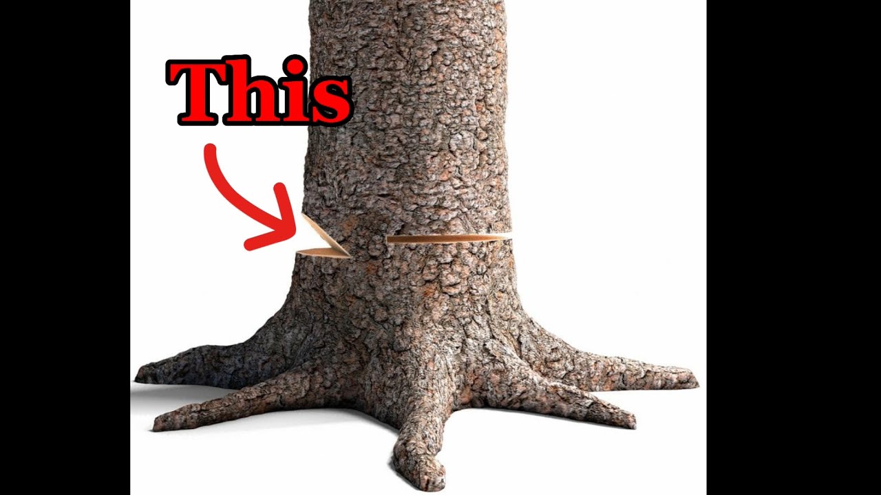 The BEST two ways to cut down a tree. 