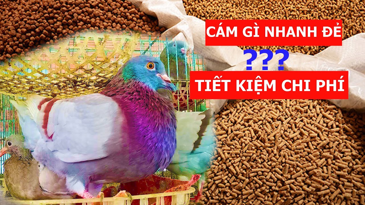 Cho chim bồ câu ăn cám gì nhanh đẻ, tiết kiệm tiền mà vừa có lãi | Nông dân làm giàu