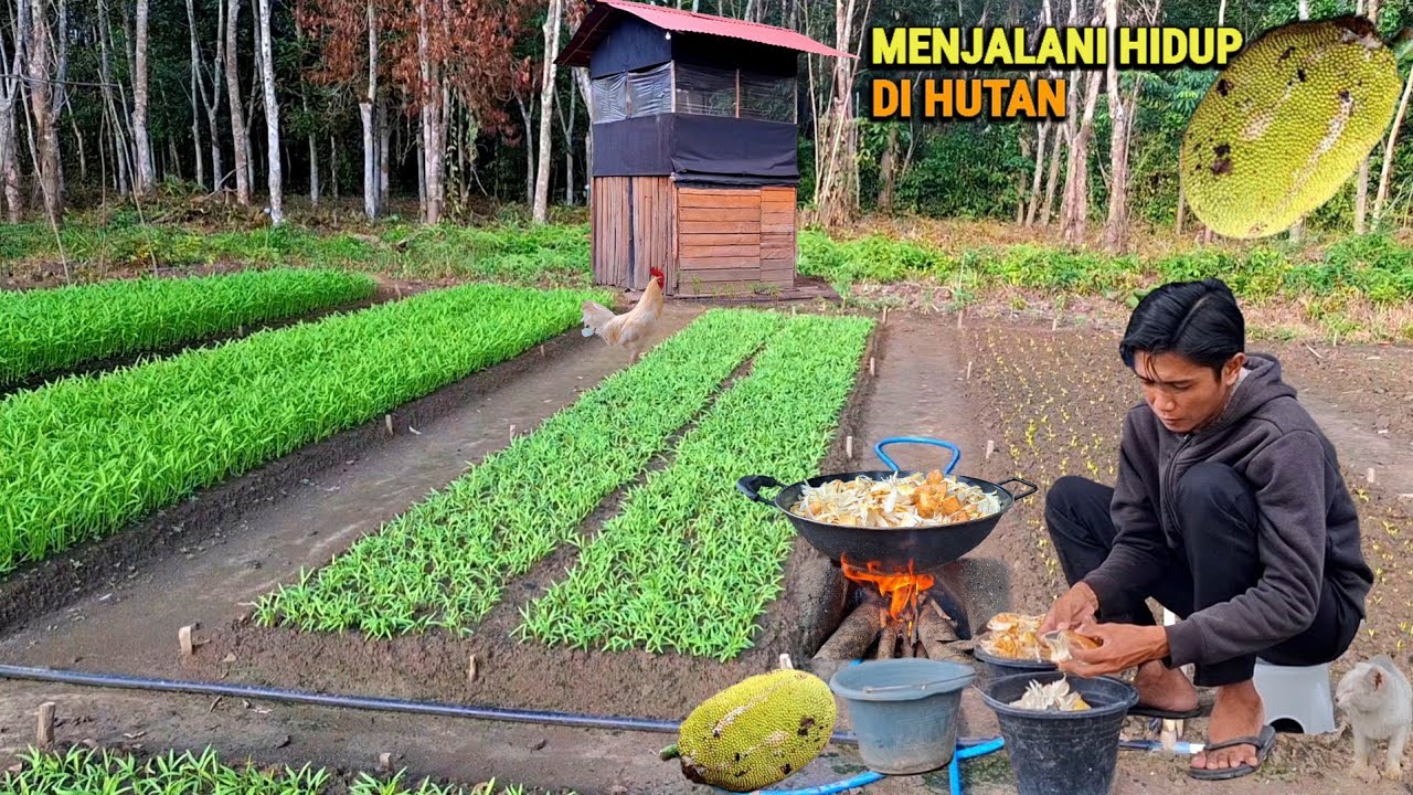 Hidup di hutan, Hadiah dri subscriber, Masak sayur nangka, belanja alat kebun & ternak, nebas CR-116