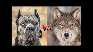 Cane Corso vs. Wolf: A Scientific Combat Analysis