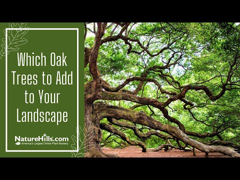 Video: Informazioni su Bur Oak - Suggerimenti per piantare un albero di quercia Bur nel paesaggio