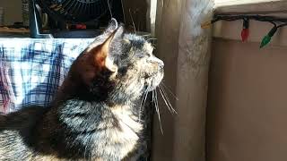 Angela Watches Her Friend Perry the Pigeon! Meow! by CAT-astrophic! 75 views 2 months ago 52 seconds