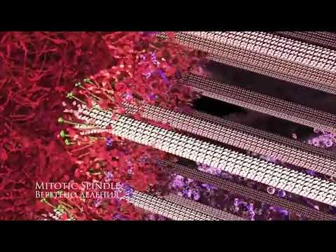 Веретено деления Mitotic Spindle