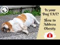 Is Your DOG FAT?  How to Address Obesity in Dogs | DOG BLOG 🐶 #BrooklynsCorner