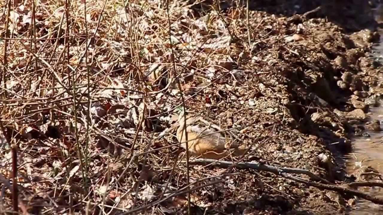 Woodcock/Timberdoodle 