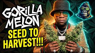 Seed To Harvest - Gorilla Melon 🦍🍈| Infinity Grow: Season 8