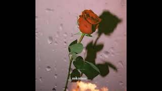 ٢٦ أبريل ٢٠٢١