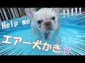 エアー犬かきが可愛い過ぎた☆自宅でプールデビュー♪【フレンチブルドッグ】