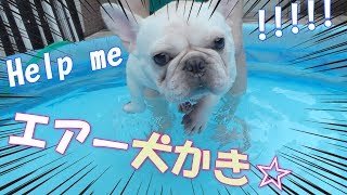 エアー犬かきが可愛い過ぎた☆自宅でプールデビュー♪【フレンチブルドッグ】