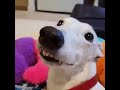 Cachorro Tremendo de Frio batendo os dentes sem parar. Engraçado! Comédia! Humor! Para dar risadas.