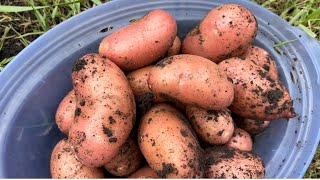 Картошка, которая не цветет/ помидоры 🍅 #помидоры #картофель #огород
