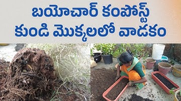 బయోచార్ కంపోస్ట్ కుండి మొక్కలలో వాడకం | Biochar Compost Preparation and use in potted plants