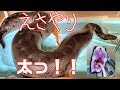 ヤバい太さのブラッドパイソン2匹に餌!