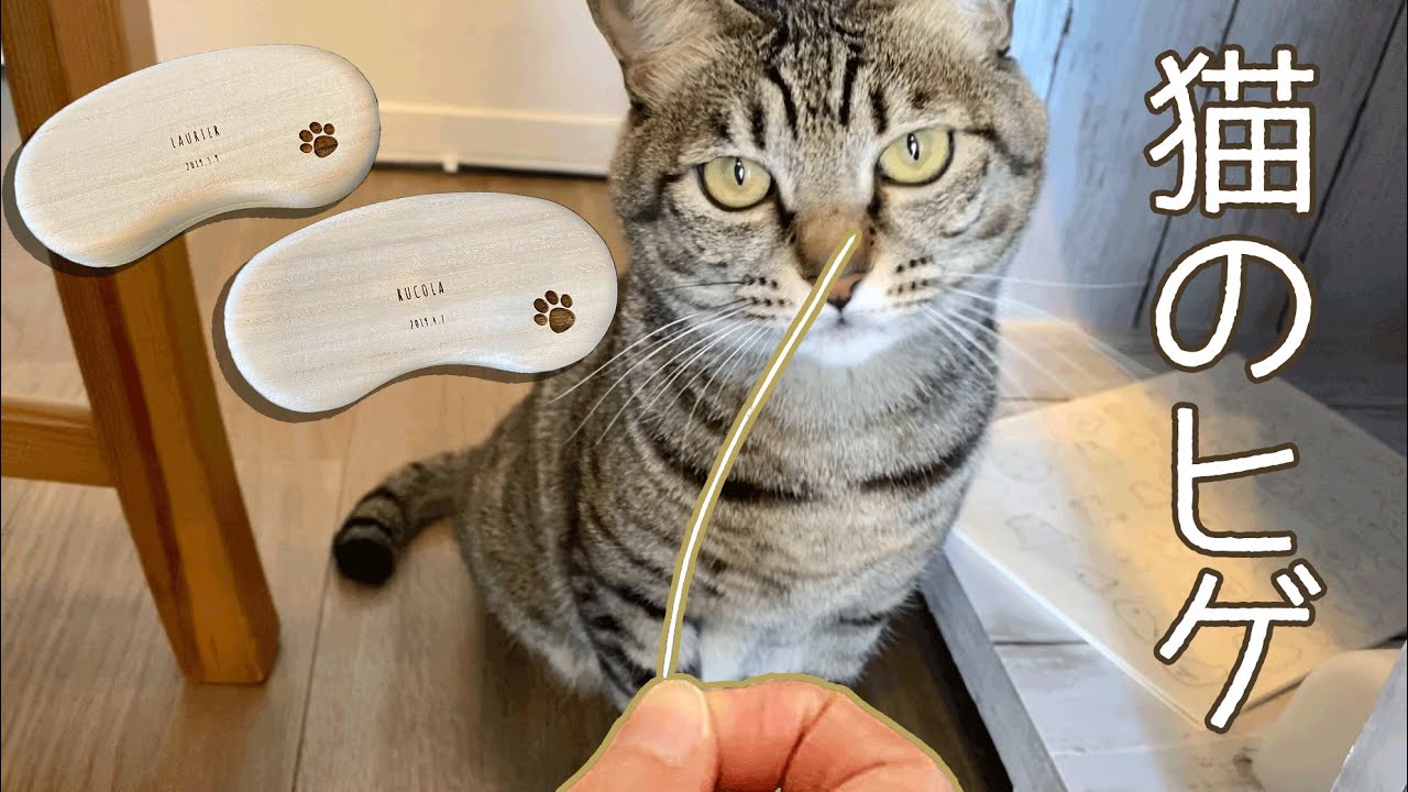 猫ヒゲを保管せよ 猫ヒゲ拾うと嬉しい飼い主です Keep Cat Whiskers Youtube 猫ヒゲを保管せよ 猫ヒゲ拾うと嬉しい飼い主です Keep Cat Whiskers Youtube
