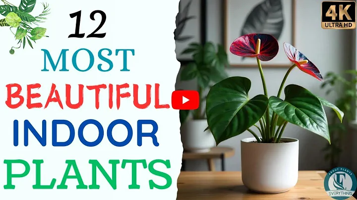 12 Most Beautiful Indoor Plants You Need to Add to Your Home! | Everything About Plants.