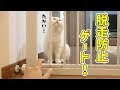脱走防止ゲートを見て負けを確信する猫！
