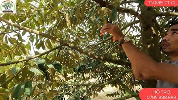 TỈA CÀNH TẠO TÁN TRƯỚC KHI TẠO MẦM CHO SẦU RIÊNG