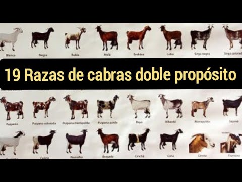 Las 19 mejores razas de cabras doble propósito. Producen carne y leche. hqdefault