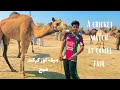 Cricket match at | camel fair | Cricket | Arbab Ali | bowling | Vlog