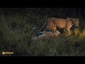 INCREDIBLE FOOTAGE OF LEOPARDS MATING AT MOTSWARI!