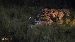 INCREDIBLE FOOTAGE OF LEOPARDS MATING AT MOTSWARI!