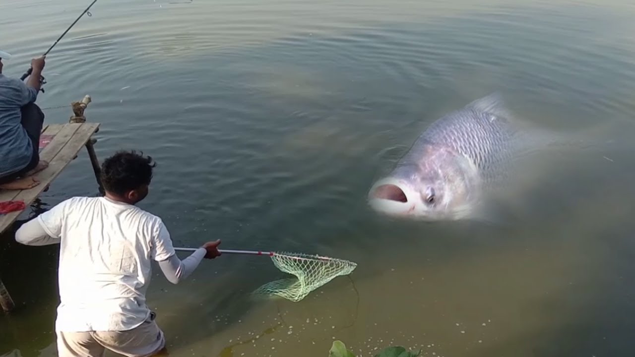 Catla Fishing Streaked Spanish Mackerel Fish Fry Recipe Cooking In Village Vanjaram Meen Varuval