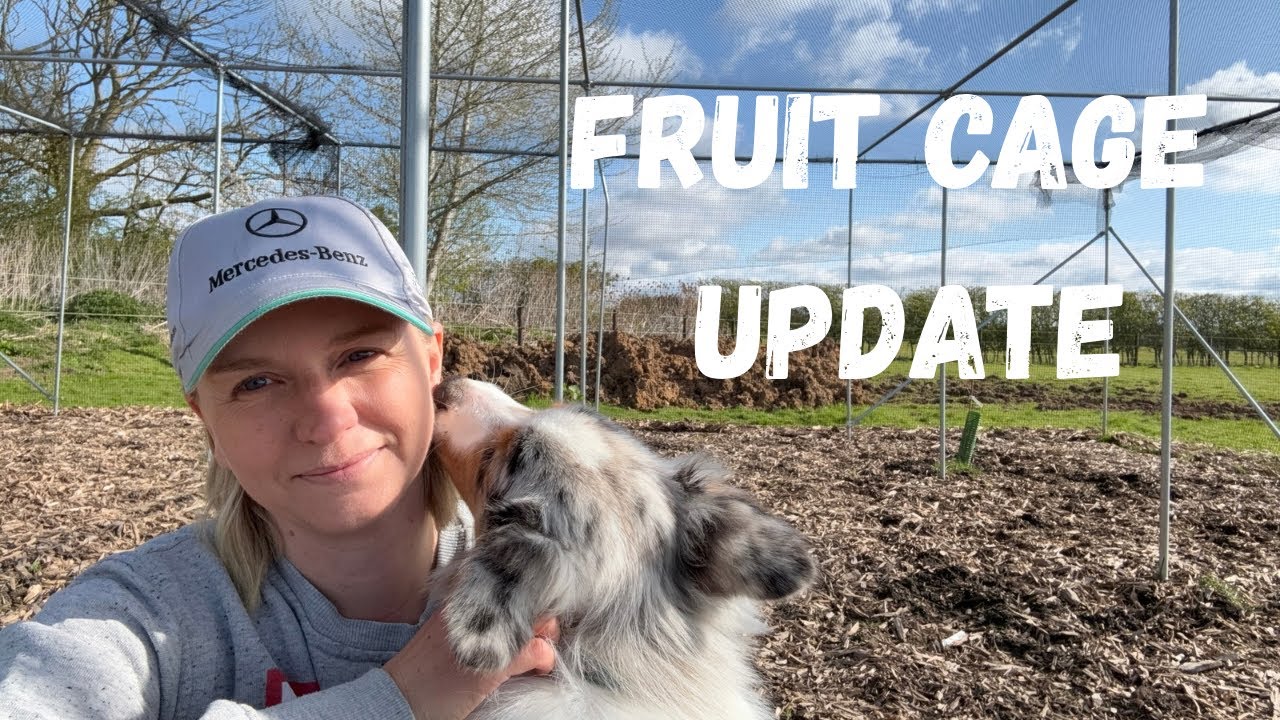 Berry Survivors, Replacements & a New Guinea Pig Home | Smallholding Vlog
