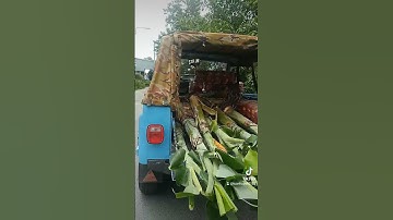 Bứng chuối về lập vườn