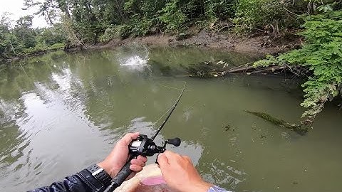 Insane topwater take! Papuan Black Bass with the BONE Voyage Expedition and BONE Hoverjet 100F!