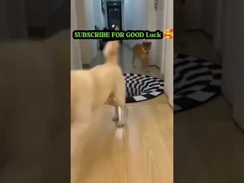 🐶❤️ Cutest Dogs in the world 2022 #shorts#cute #dogs#funny#funnydogs#cutedogs#puppy#challenge#fyp