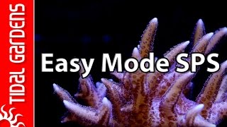 The 'Easy Mode' SPS Aquarium