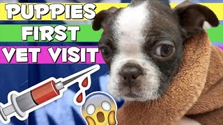 Puppy gets his first Needle Shots | Zuko's First Vet Trip