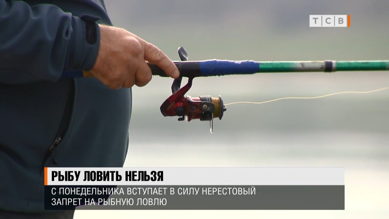 Нерестовый запрет в астраханской области 2024 году. Нерестовый запрет. Рыбак расстрелял рыбу. Почему в бассейне нельзя рыбачить с гарпуном.