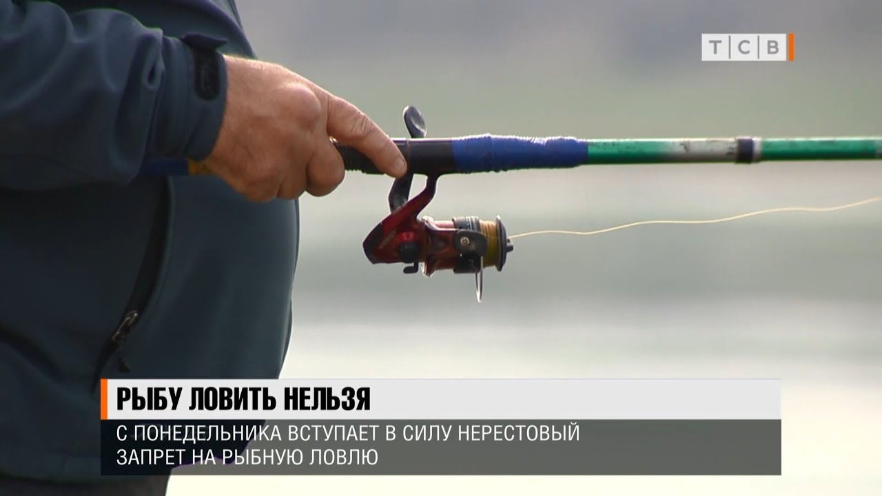 Нерестовый запрет. Рыбак расстрелял рыбу. Почему в бассейне нельзя рыбачить с гарпуном. Почему нельзя рыбачить