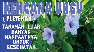 KENCANA UNGU (PLETEKAN) TANAMAN LIAR TETAPI BANYAK MANFAATNYA UNTUK KESEHATAN