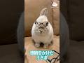 視力が落ちたのでメガネをかけたうさぎ