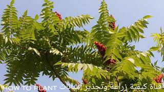 كل ماتريد معرفتة عن شجرة السماق من الأضاءه وتسميد وري و أكثار بفديو قصير Sumac Tree