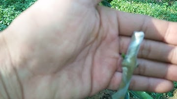 Ghép U Hồng vào gốc Vải Thiều sau 8 ngày bắt đầu mọc.