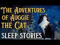 BEST Sleep Stories Compilation The Adventures Of Auggie The Cat Sleepy Cat Stories 