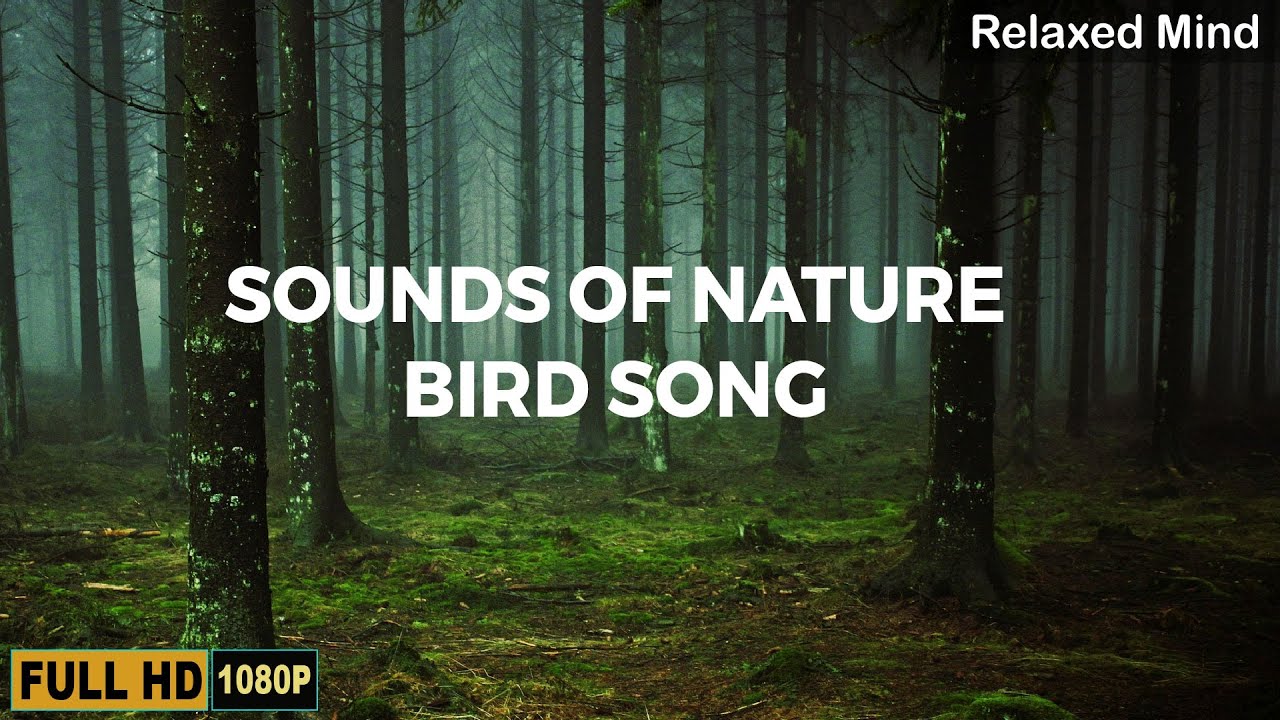 Sounds of nature | birdsong | Sounds of the Forest | for relaxation ...