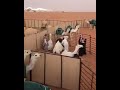 مناحي بن ناصر العلوش 