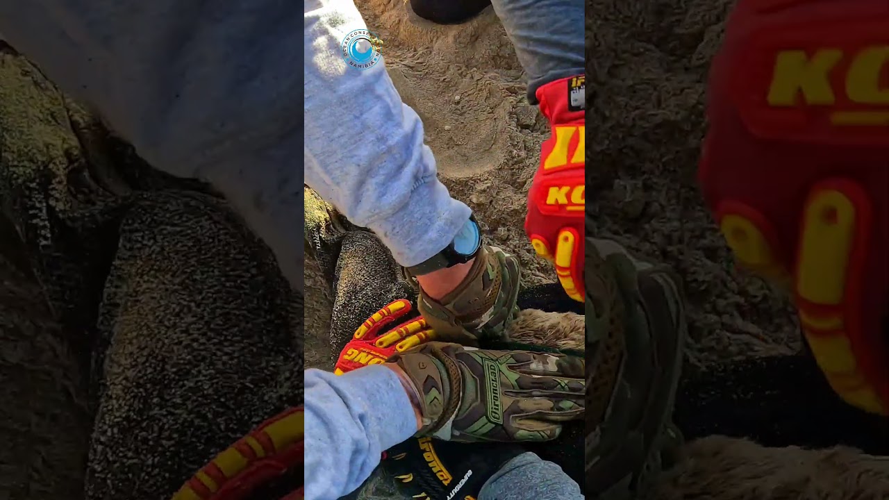 Entangled Seal Mom Puts Up a Fight to Survive #shorts