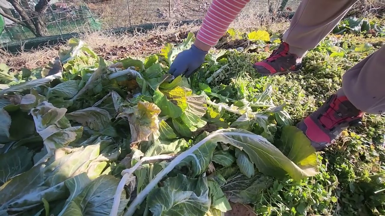 겨울 이야기~겨울에 볼 수 있는 나물