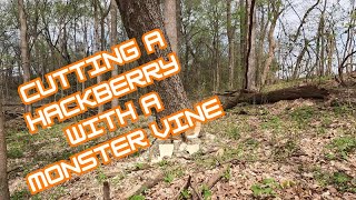 Hinge cutting a Hackberry - Pulls monster vine down