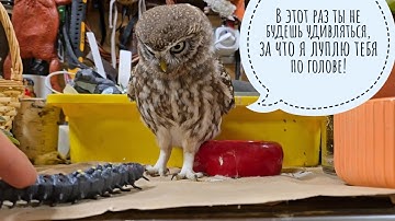 Тестирую резиновых ужасениц на вредном сыче Лучике, настраиваю новые датчики для "Умного дома"