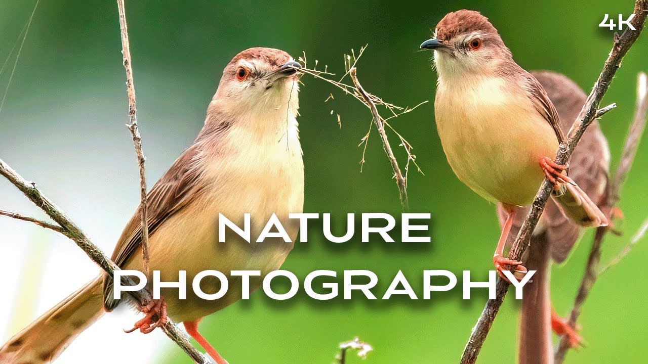 Relaxing and Healing Nature Photography |Hidden Wildlife of Indian Grasslands 