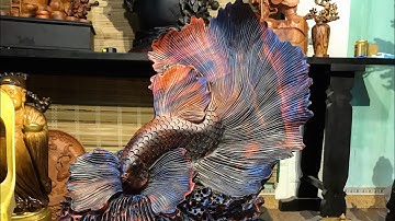 Cá xiêm lộng lẫy trong sắc đỏ đen của Gỗ Trắc