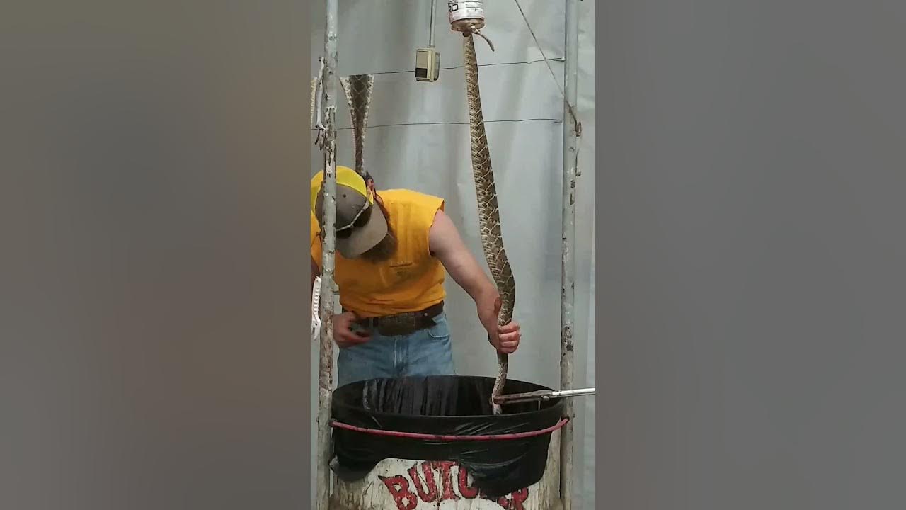 Okeene Oklahoma Rattlesnake Hunt Butcher shop YouTube